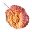 https://picturesofmyway.pl/wp-content/uploads/2020/11/small_leaf_02.png